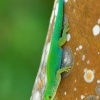 Felsuma - Phelsuma sundbergi - Seychelles Giant Day Gecko o1257